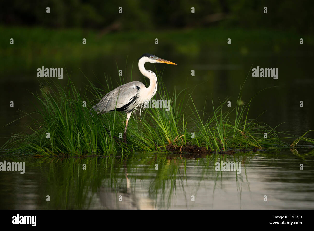 A Cocoi Heron (Ardea cocoi) sitting on a mat of floating vegetation in the Pantanal, Brazil Stock Photo