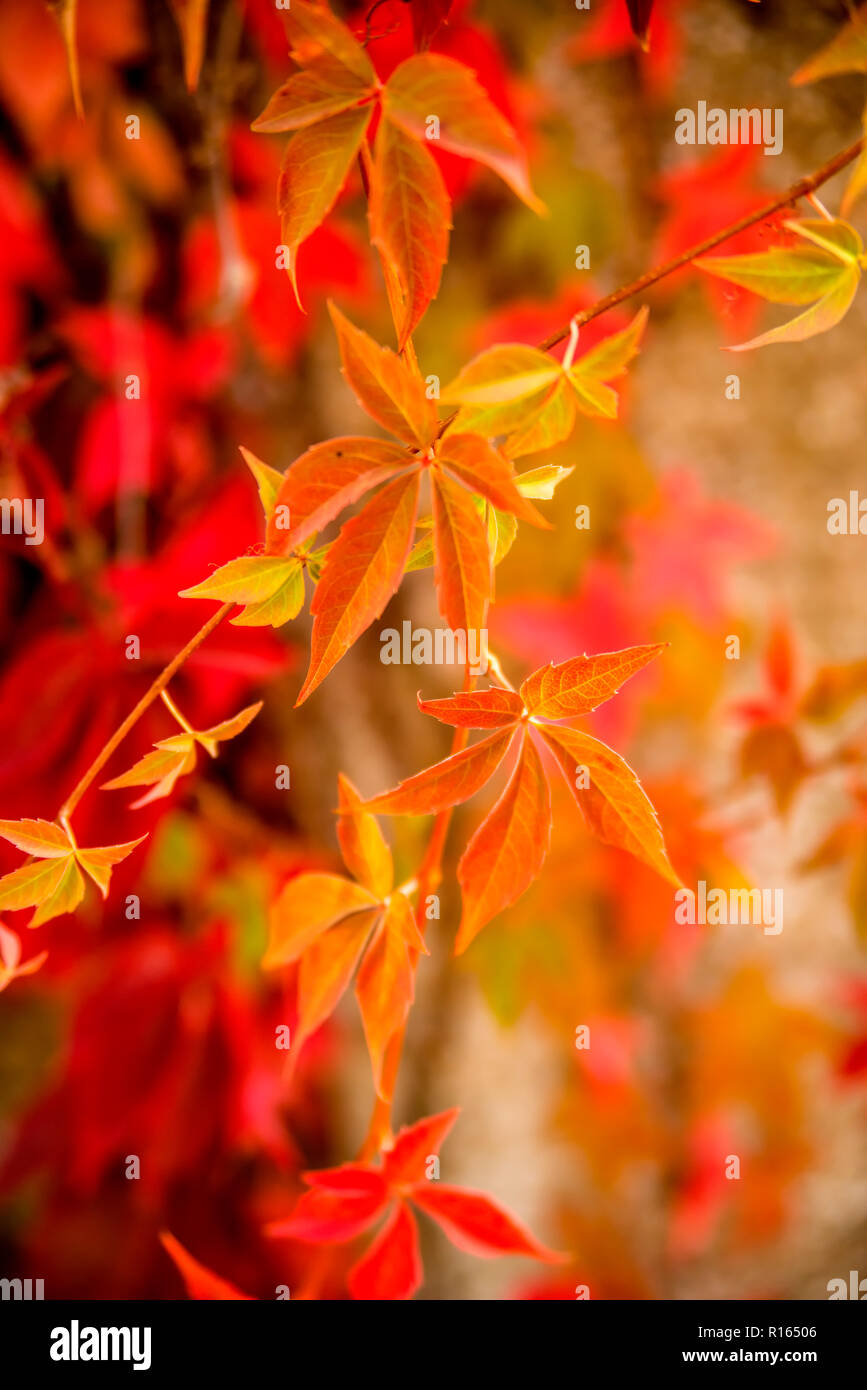 wild vines leaves at an old wall in autumnal colors Stock Photo