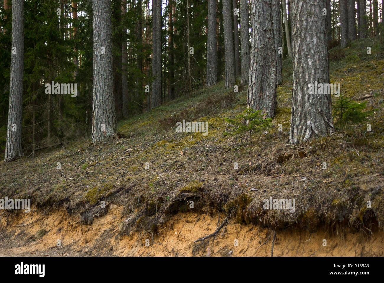 Open tree roots hi-res stock photography and images - Alamy