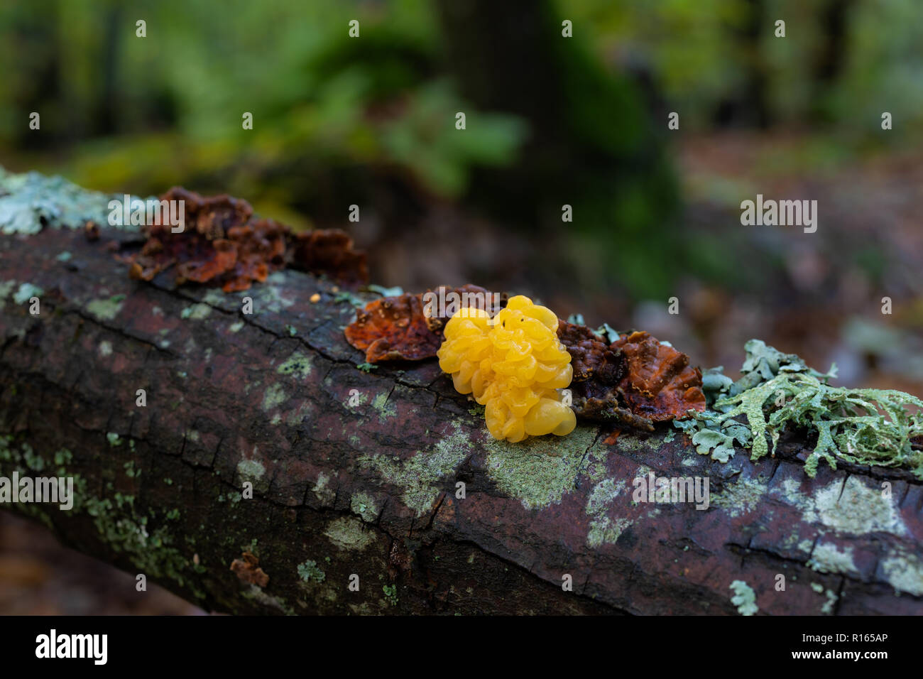 Nice fungus that grows on dead wood. Photographed in a chestnut forest