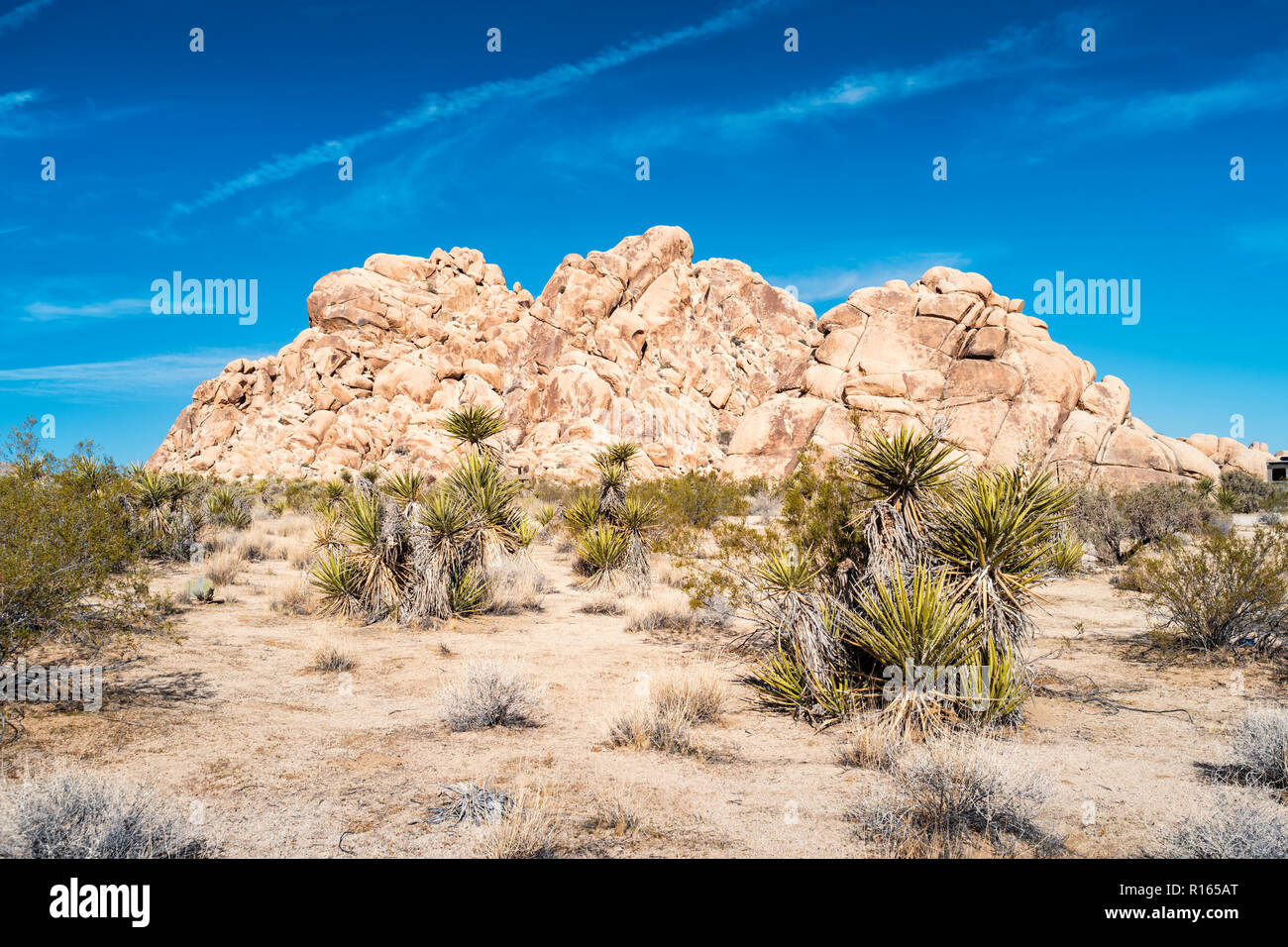 Yuccas trees in Joshua Tree National Park, California, USA Stock Photo