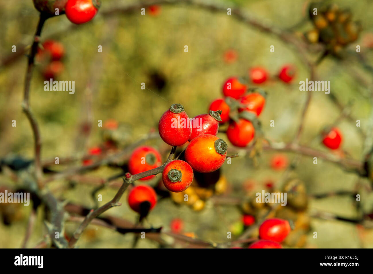 the image of the red rose berries on the bush in autumn Stock Photo