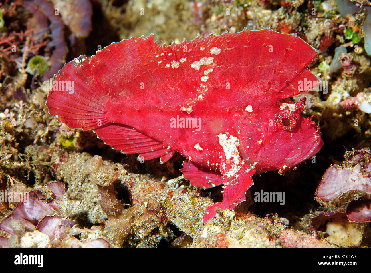 Grosser Schaukelfisch (Taenianotus triacanthus), Bali, Indonesien | Leaf Scorpionfish (Taenianotus triacanthus), Bali, Indonesia Stock Photo