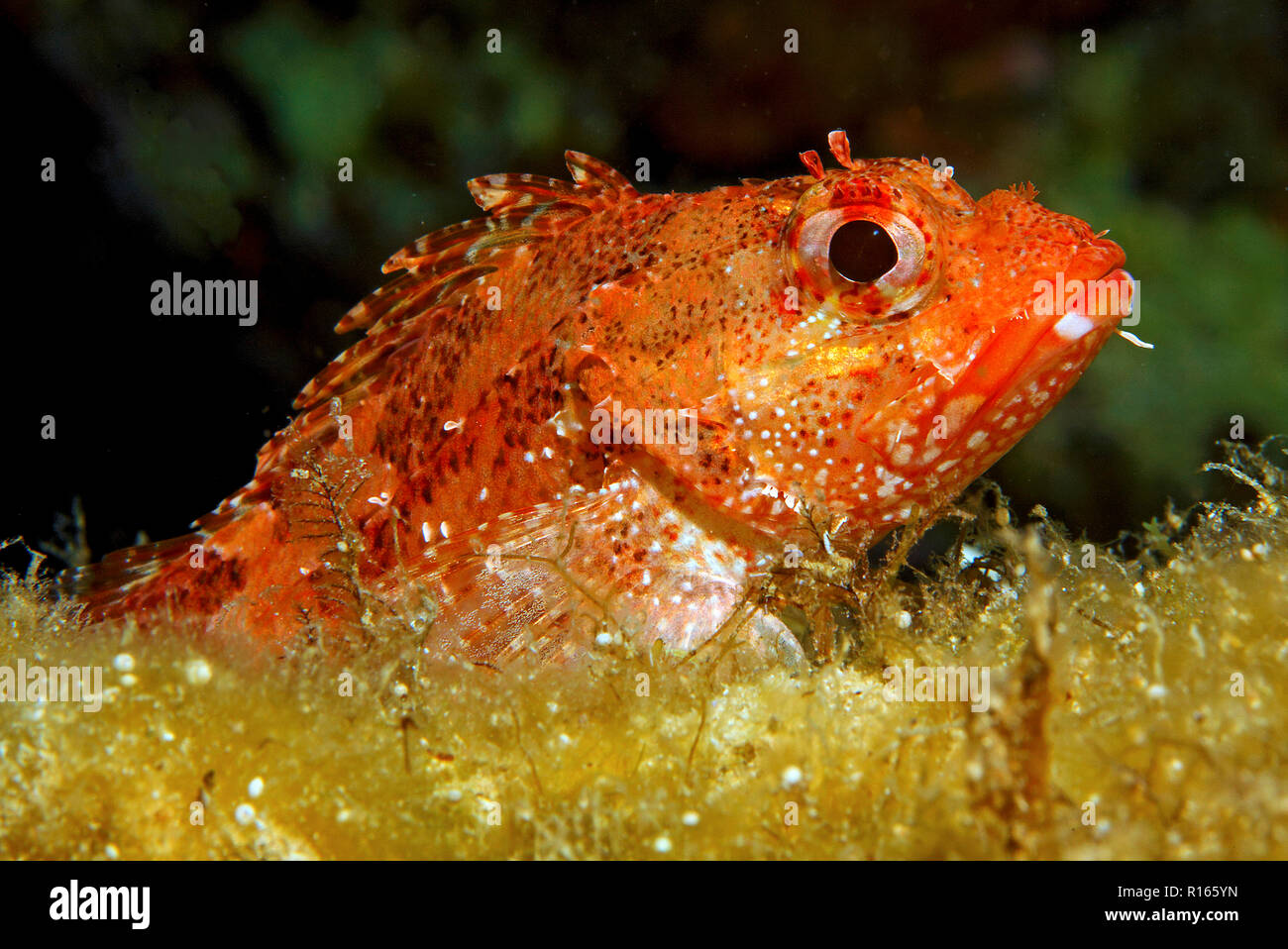 Kleiner Roter Dachenkopf (Scorpaena notata),  Zakynthos, Griechenland | Small Red Scorpionfish (Scorpaena notata), Zakynthos island, Greece Stock Photo