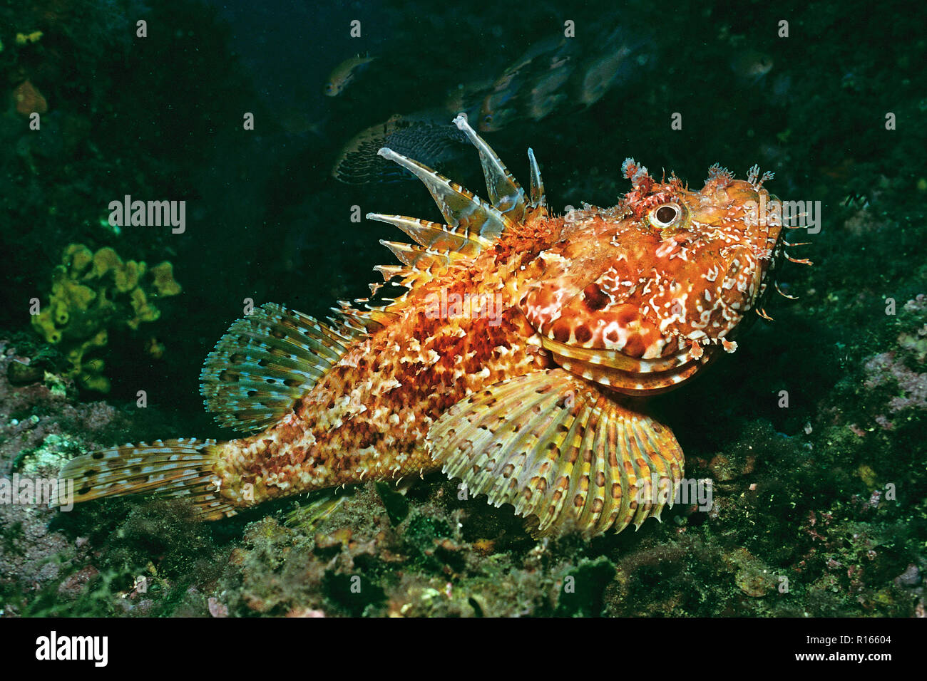 Großer Drachenkopf (Scorpaena scrofa), Zakynthos, Griechenland | Red Scorpionfish (Scorpaena scrofa), Zakynthos island, Greece Stock Photo