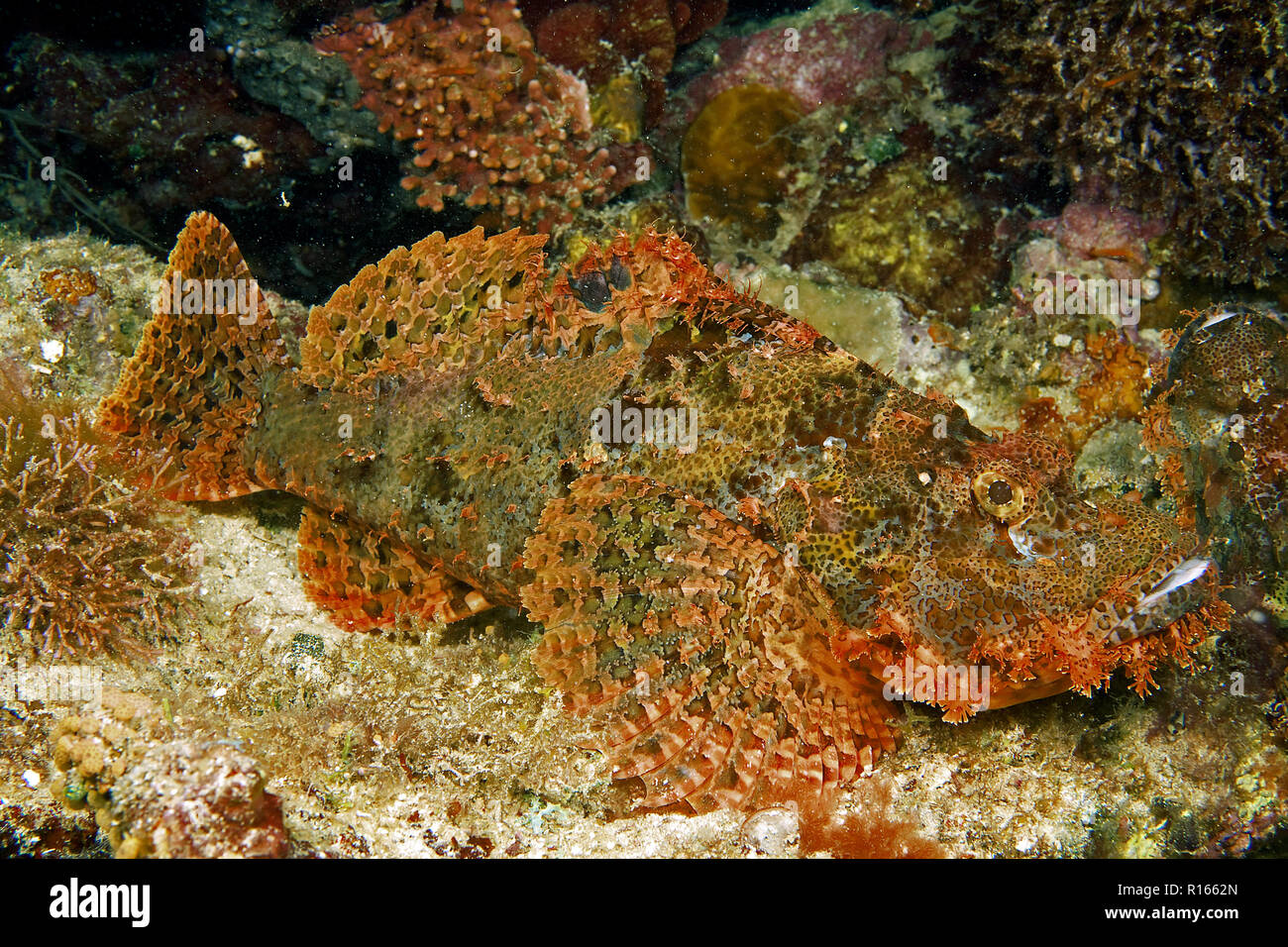 Tassled scorpionfish (Scorpaenopsis oxycephala), laying on a coral, Malapascua island, Cebu, Philippines Stock Photo