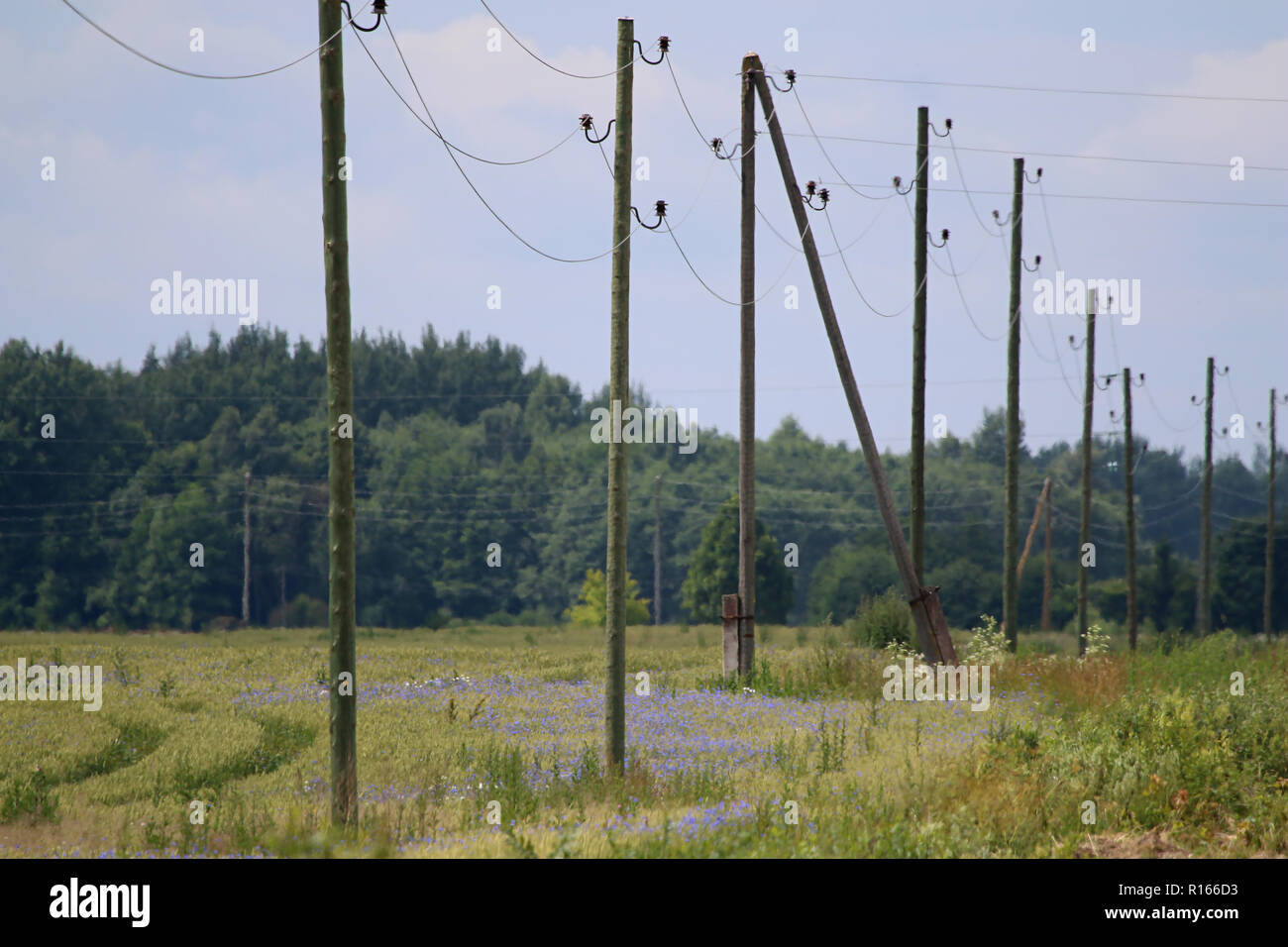 Highvoltage power line on wooden poles glade near the forest