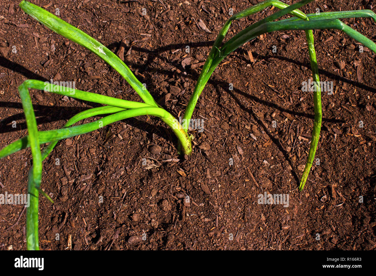 Onion Roots Soil High Resolution Stock Photography and Images - Alamy