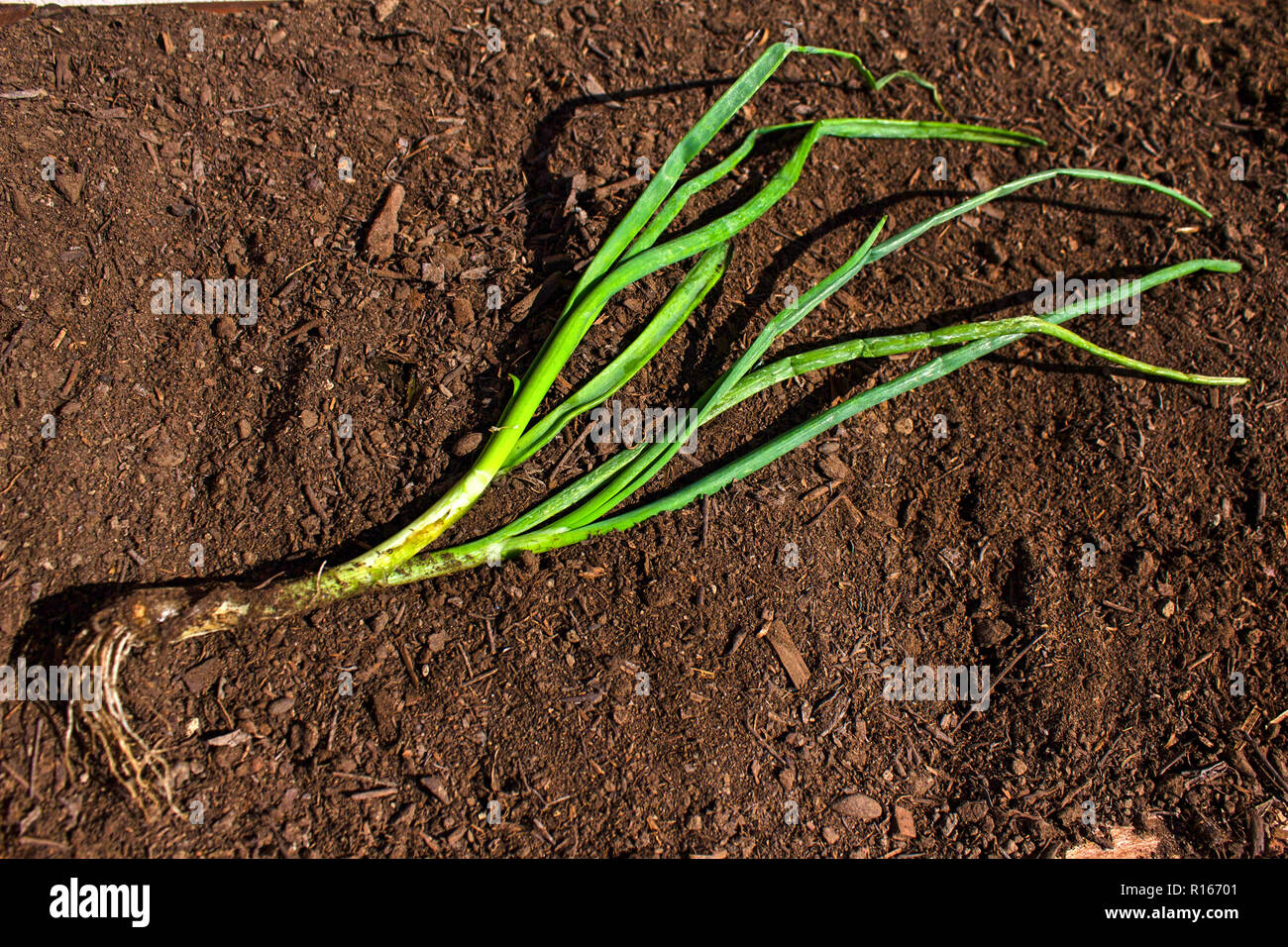 Onion roots soil hi-res stock photography and images - Alamy