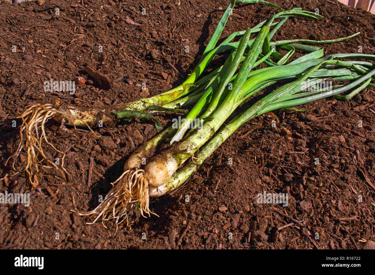 Onion roots soil hi-res stock photography and images - Alamy