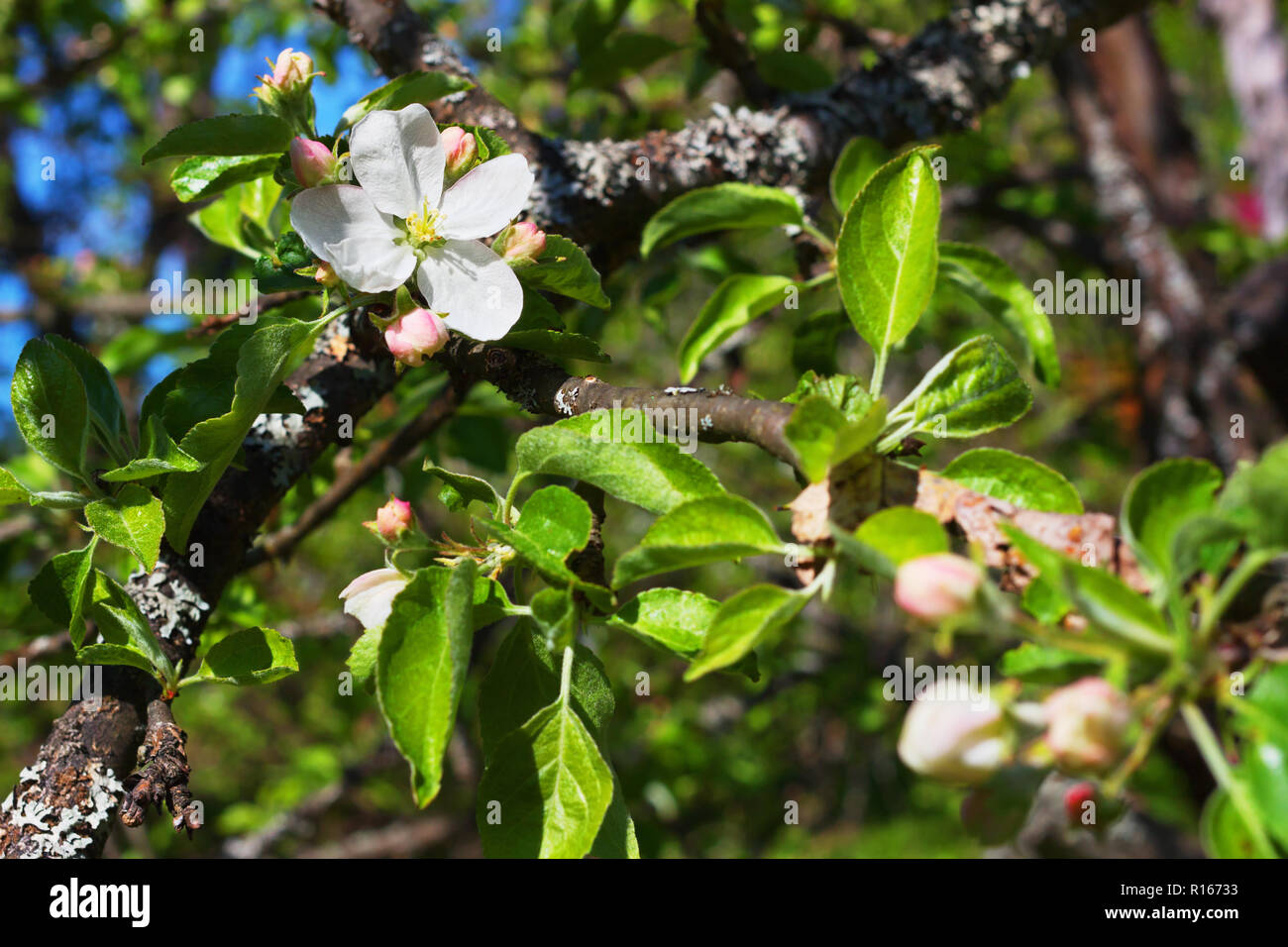 The apple tree is in blossom in the garden in the spring Stock Photo