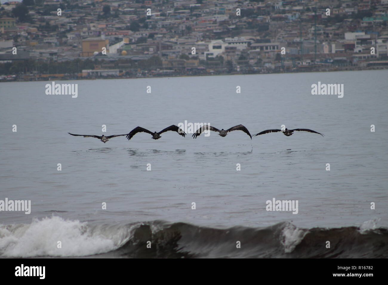 Pelicanos in flock, Coquimbo, Chile. Stock Photo