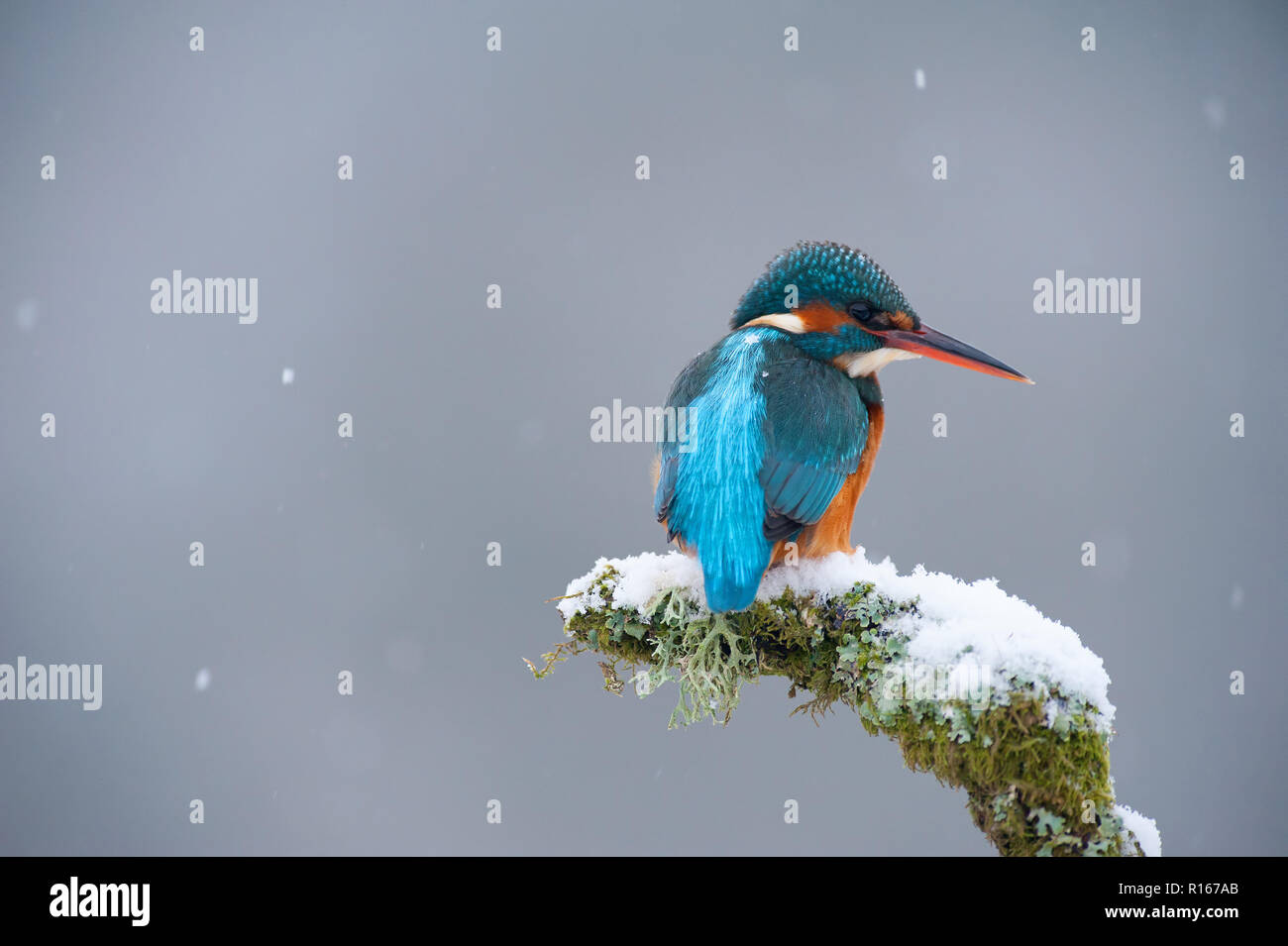 Common Kingfisher In Snow Stock Photo