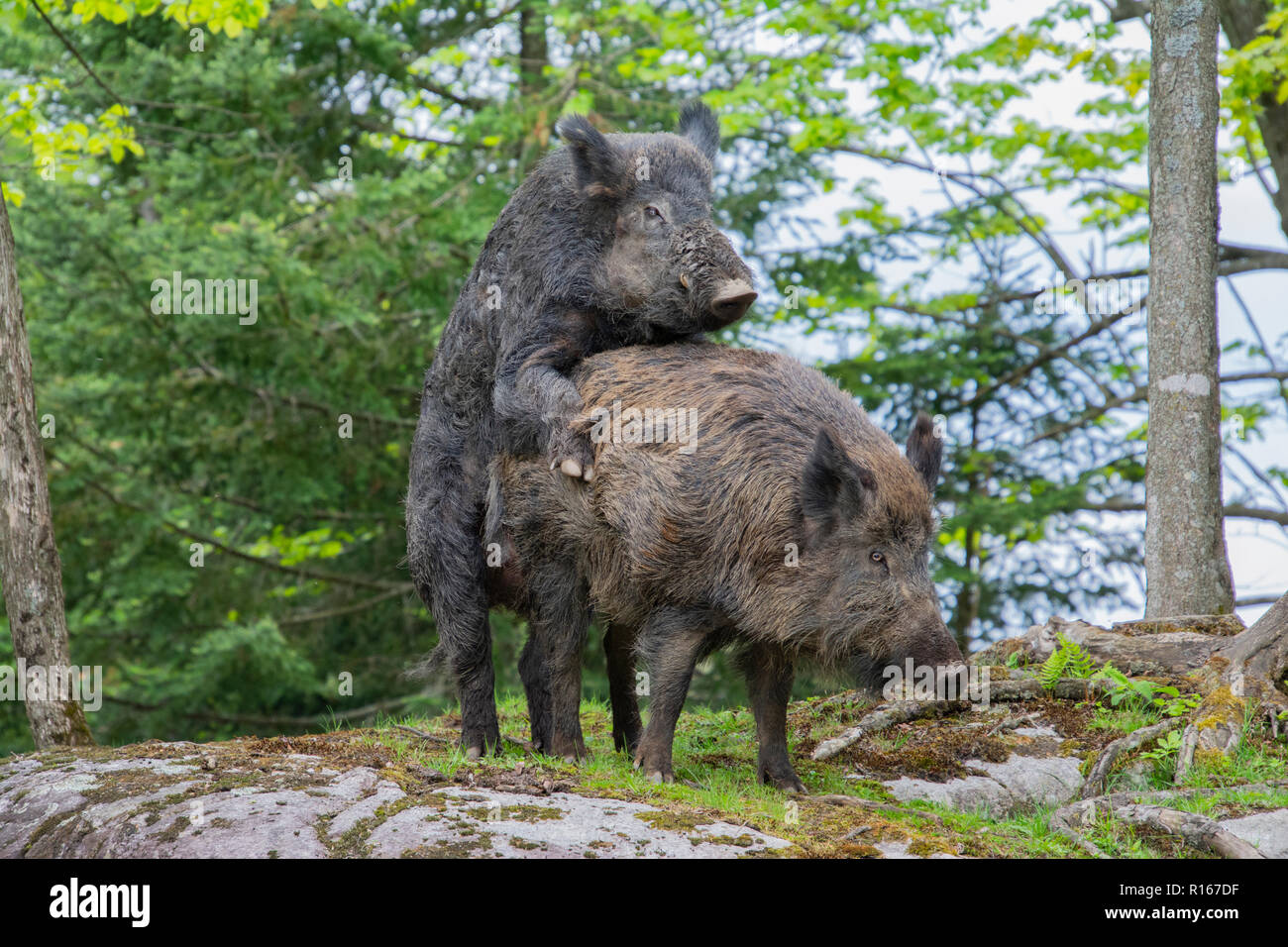 A pair of wild Boars mating Stock Photo - Alamy