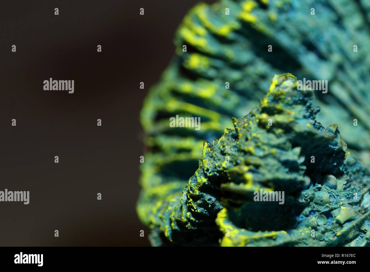 Blue Skeleton Coral with green rim against a dark background Stock Photo