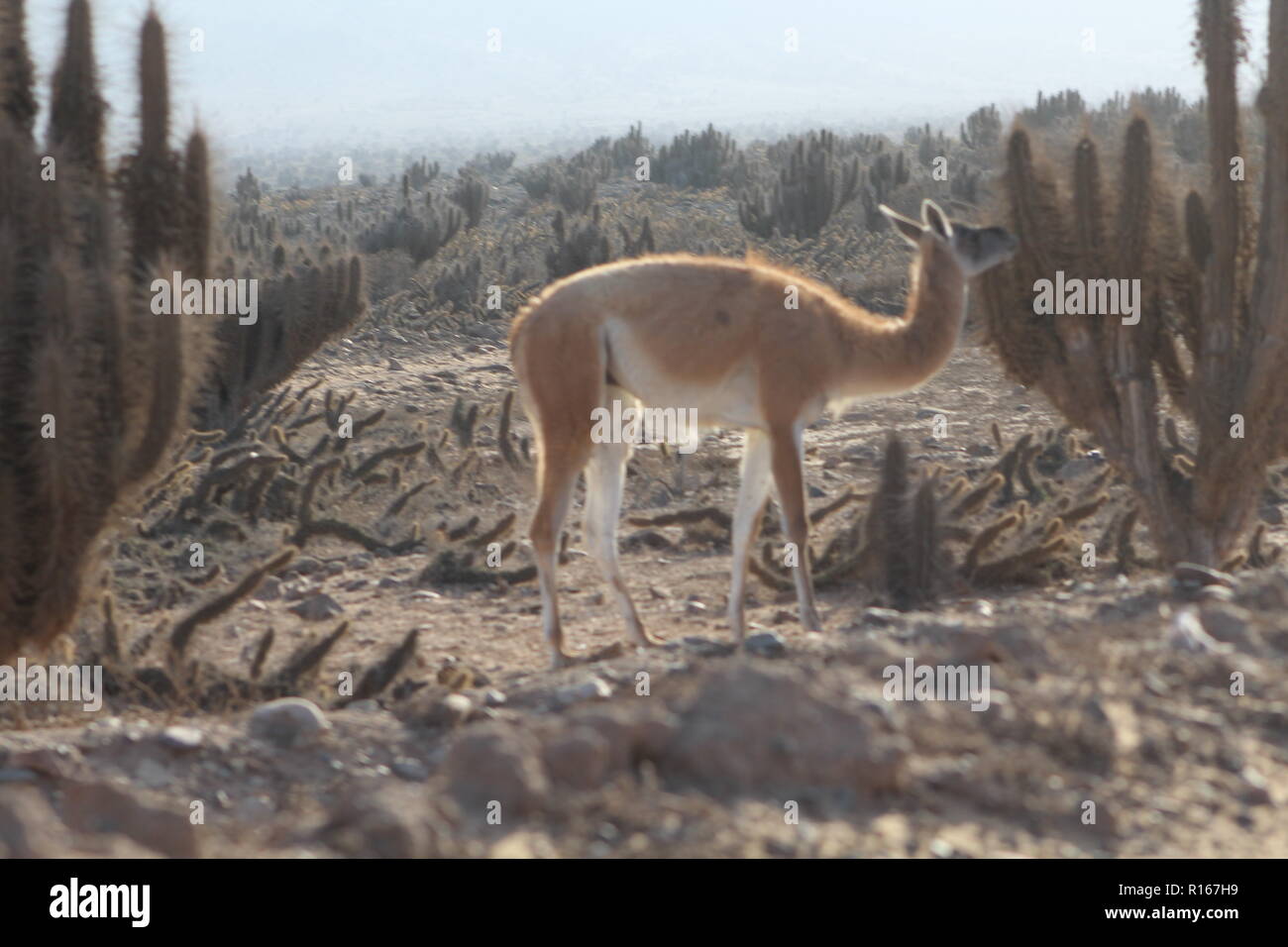 Guanaco licking from the thorns of the cactus the drops of water formed by the condensation of the rain. Stock Photo