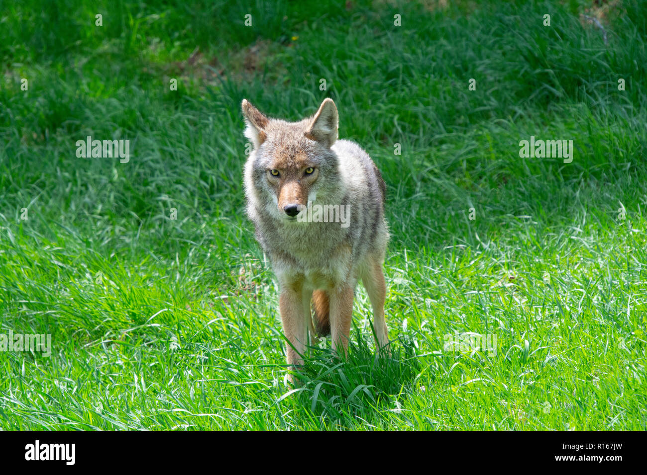 American Jackal Stock Photos & American Jackal Stock Images - Alamy