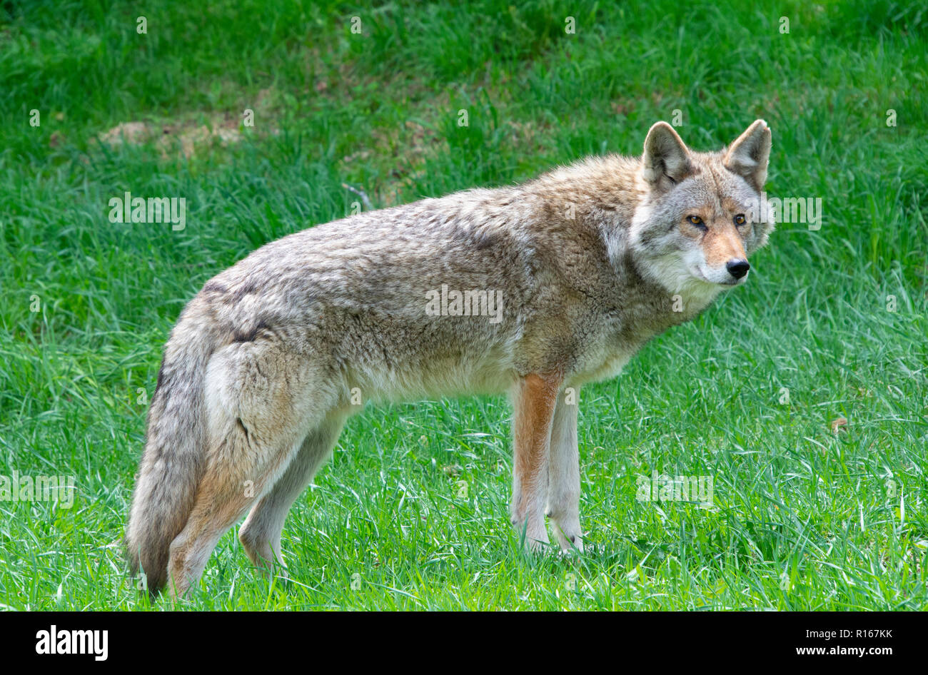American Jackal Stock Photos & American Jackal Stock Images - Alamy
