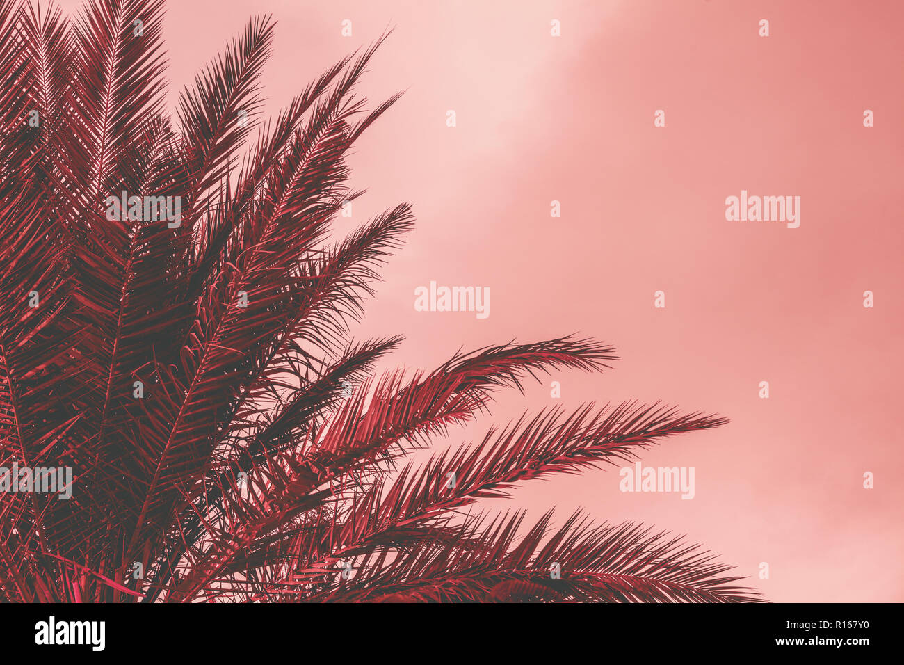 Tropic palm tree against sunset sky Stock Photo