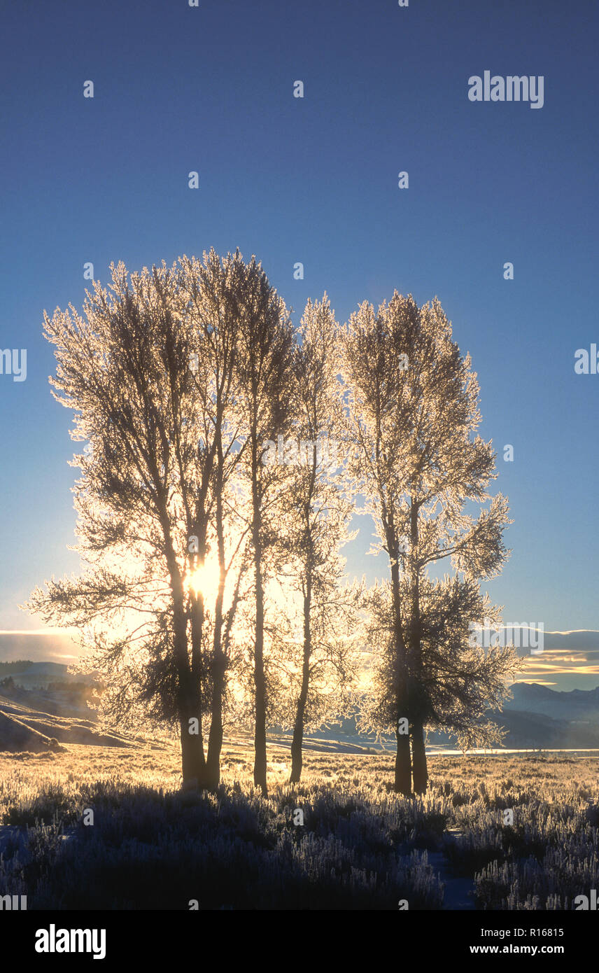 Cottonwood trees lamar valley hi-res stock photography and images - Alamy