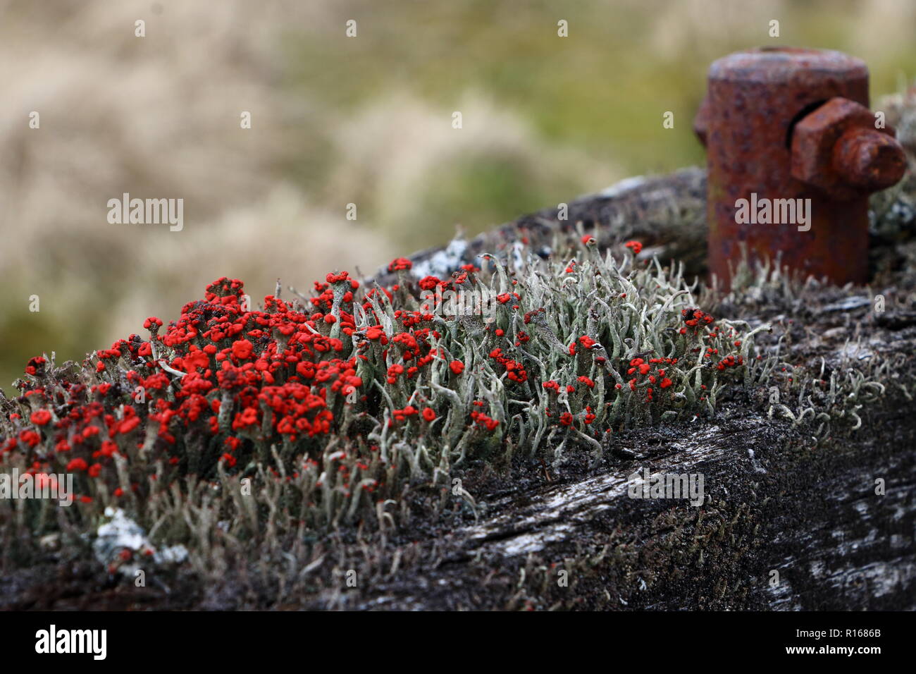 Cladonia coccifera lichen growing on old rotting wood Stock Photo