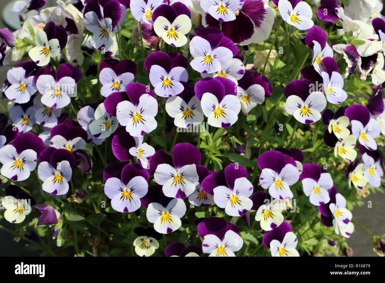 beautiful violet flowers blooming Stock Photo Alamy