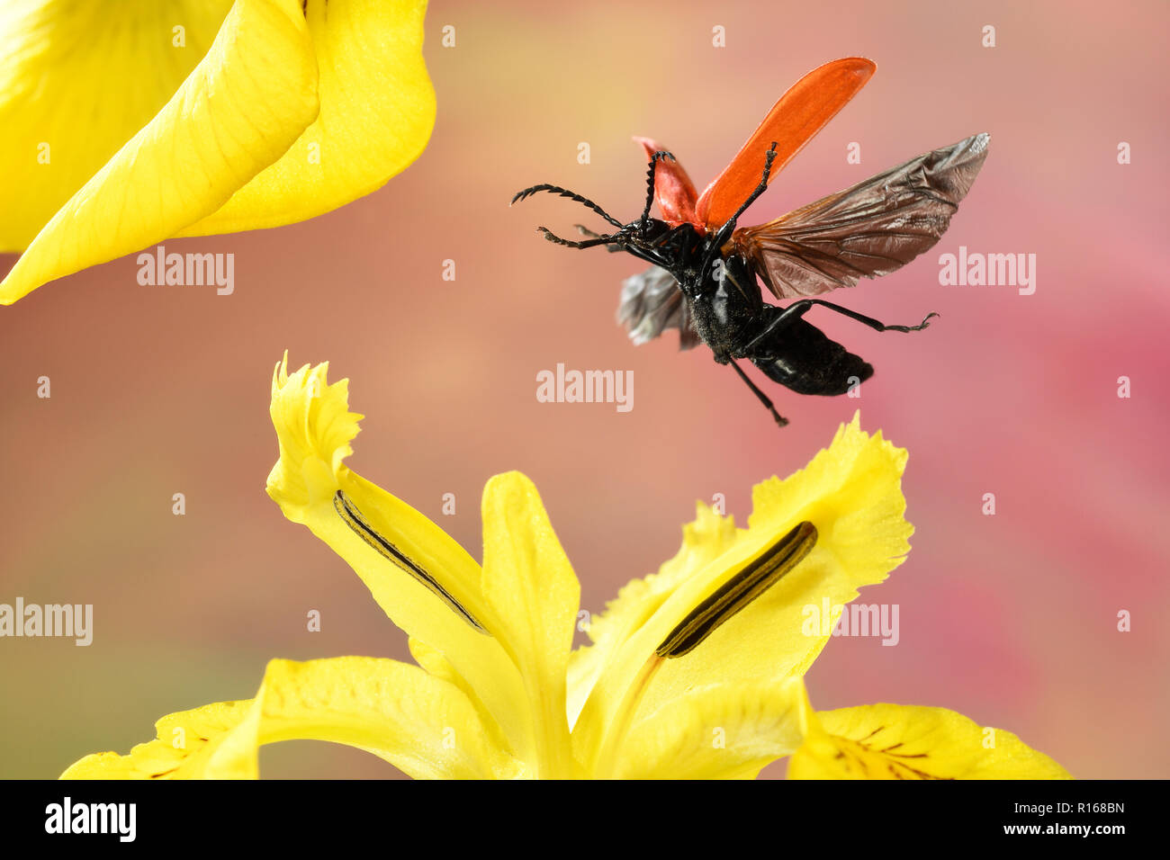 Black-headed Cardinal beetle (Pyrochroa coccinea), in flight, on a yellow flag (Iris pseudacorus) Germany Stock Photo