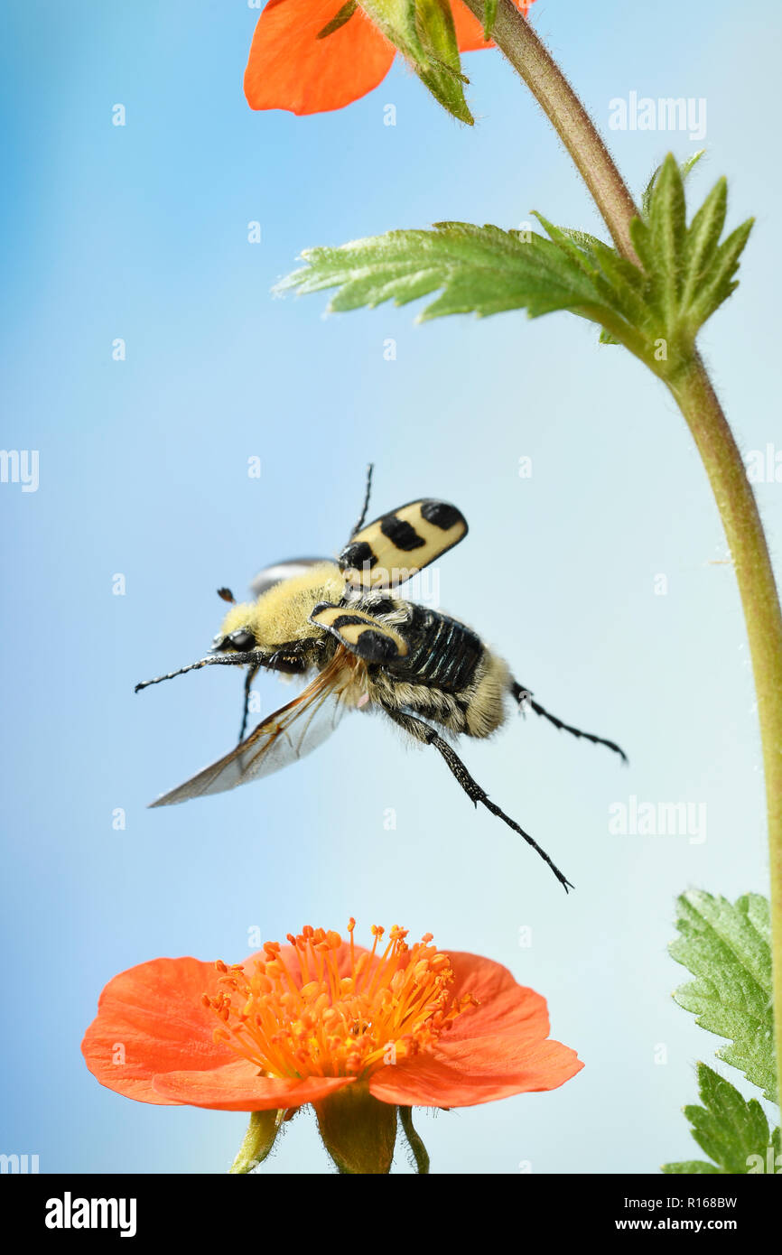 Bee beetle (Trichius fasciatus), in flight, on a flower of Fox-and-cubs (Hieracium aurantiacum), Germany Stock Photo