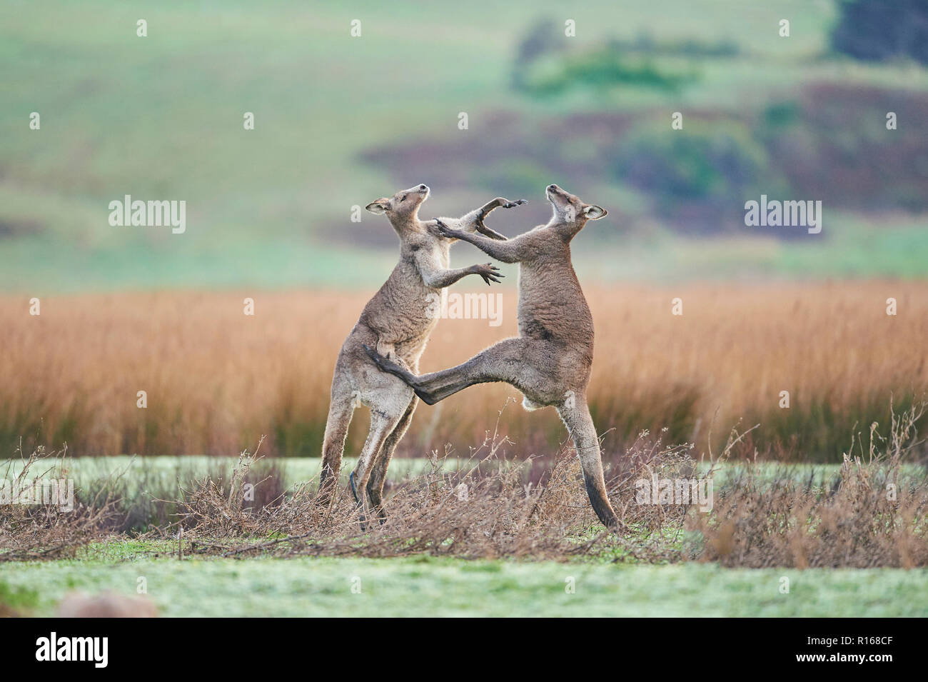Eastern Gray Kangaroo (Macropus giganteus), two males fighting on a meadow, Great Otway National Park, Victoria, Australia Stock Photo