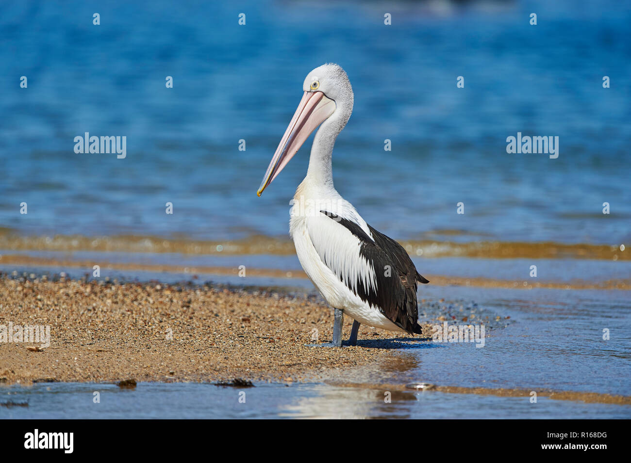 Australian pelican (Pelecanus conspicillatus), at shore, Millards Creek, New South Wales, Australia Stock Photo