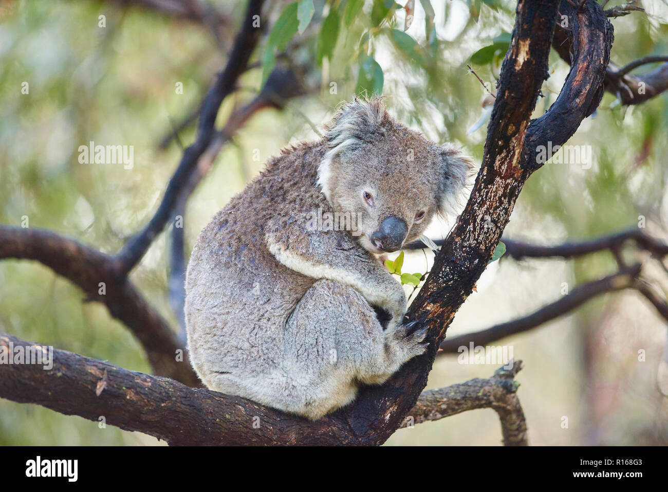 Koala (Phascolarctos cinereus) sitting on a bamboo tree, Great Otway