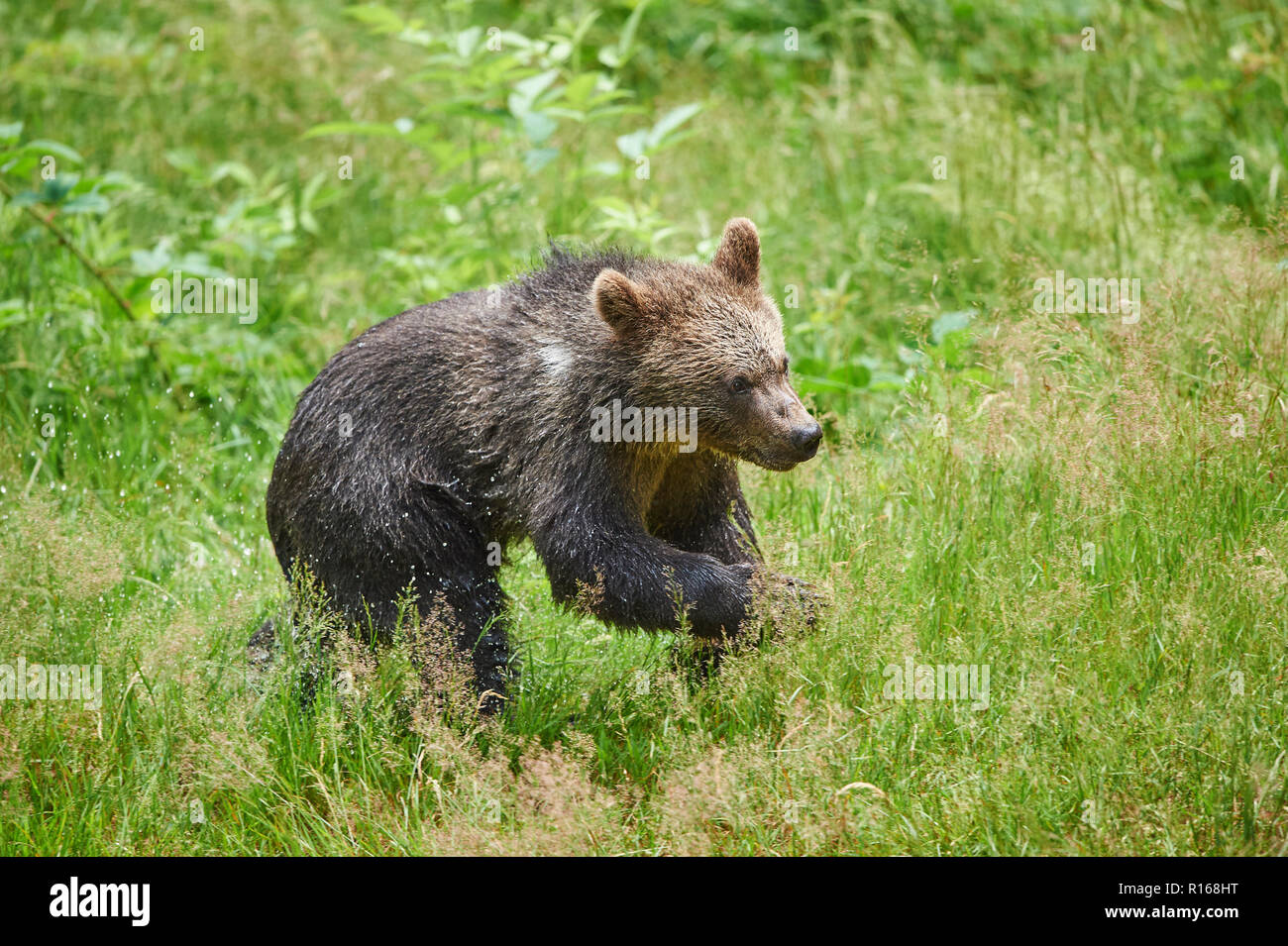 Eurasian brown bear (Ursus arctos arctos), young animal in a meadow ...