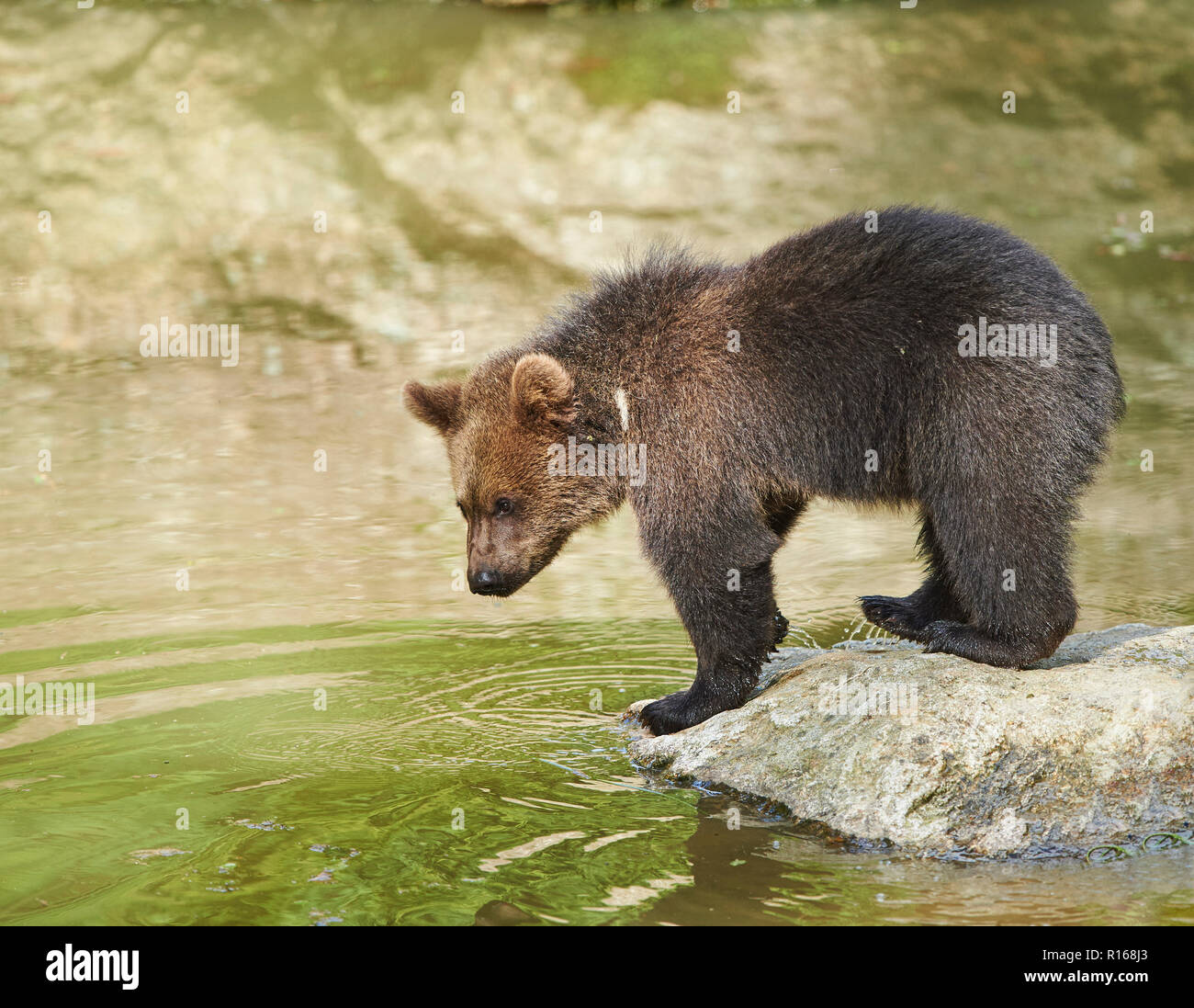 Eurasian brown bear (Ursus arctos arctos) young animal, Bavarian Forest ...