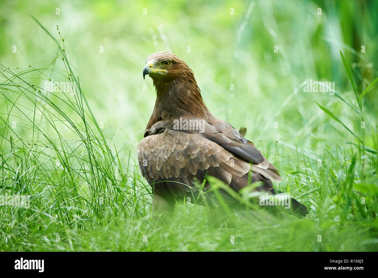 Lesser spotted eagle (Clanga pomarina) in a meadow, Bavarian forest National Park, Bavaria, Germany Stock Photo