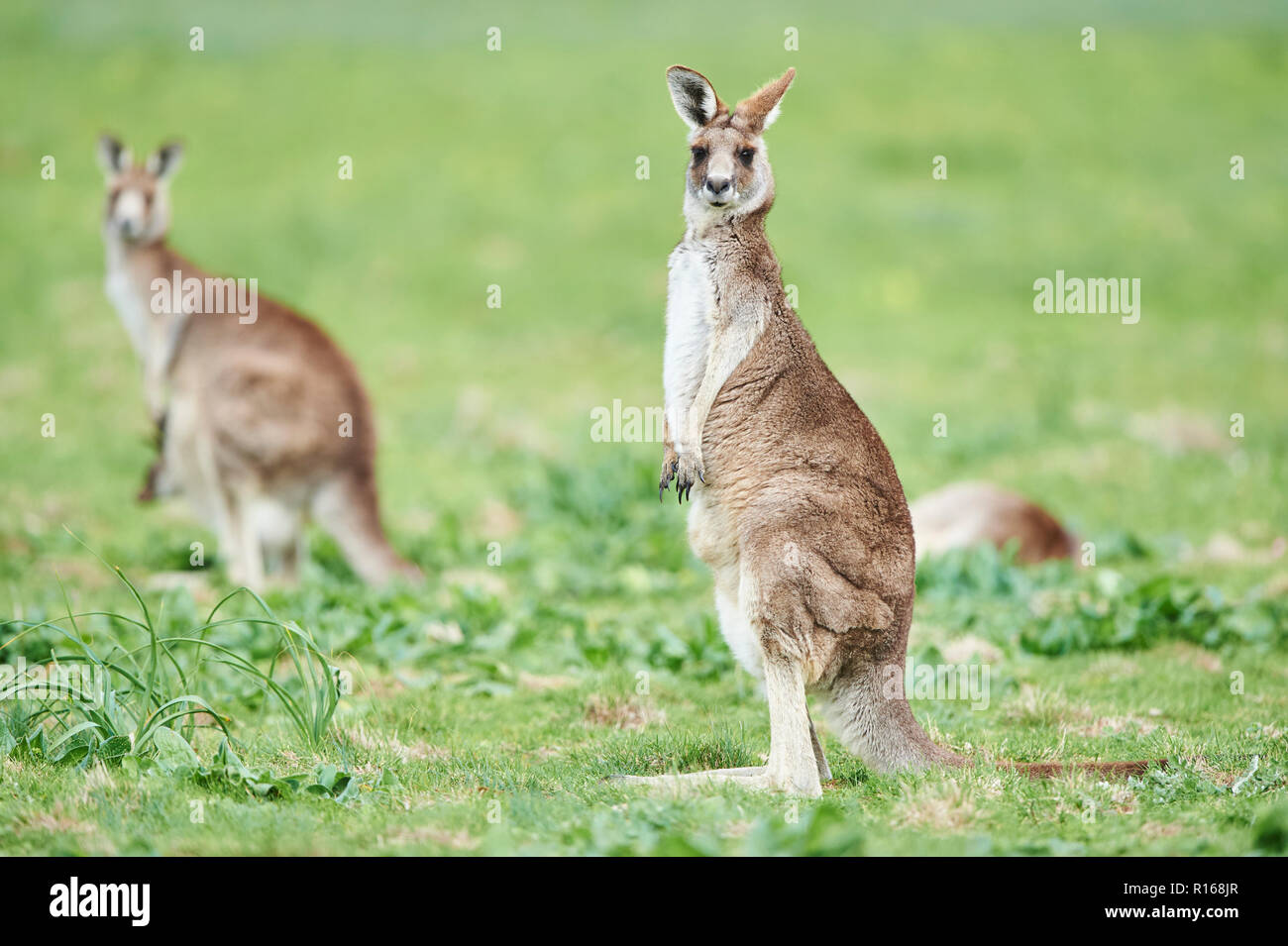 Eastern Grey Kangaroo Macropus Giganteus On A Meadow Victoria