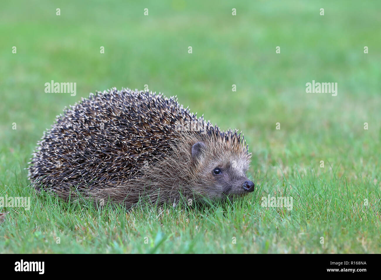 Hedgehog (Erinaceus europaeus) on a meadow, Siegerland, North Rhine-Westphalia, Germany Stock Photo