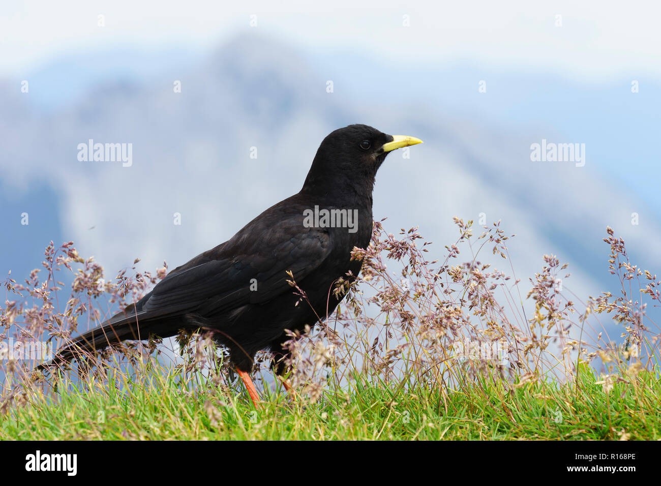 Alpine Chough (Pyrrhocorax graculus), Seefelder Spitze, Seefeld, Karwendel Mountains, Tyrol, Austria Stock Photo