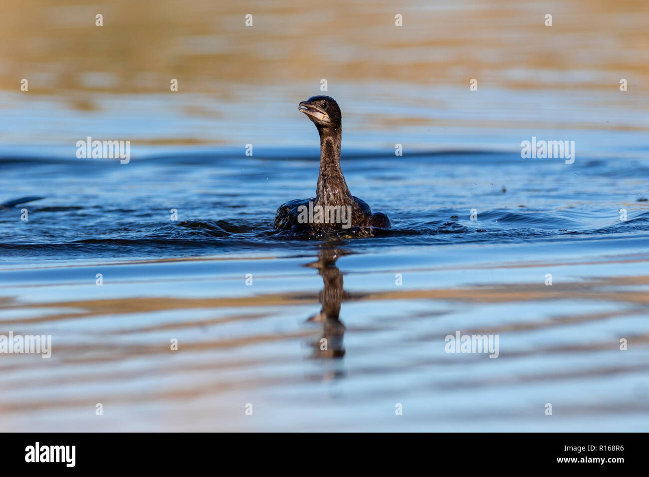 The pygmy cormorant (Microcarbo pygmaeus) on the Neretva delta, Croatia Stock Photo