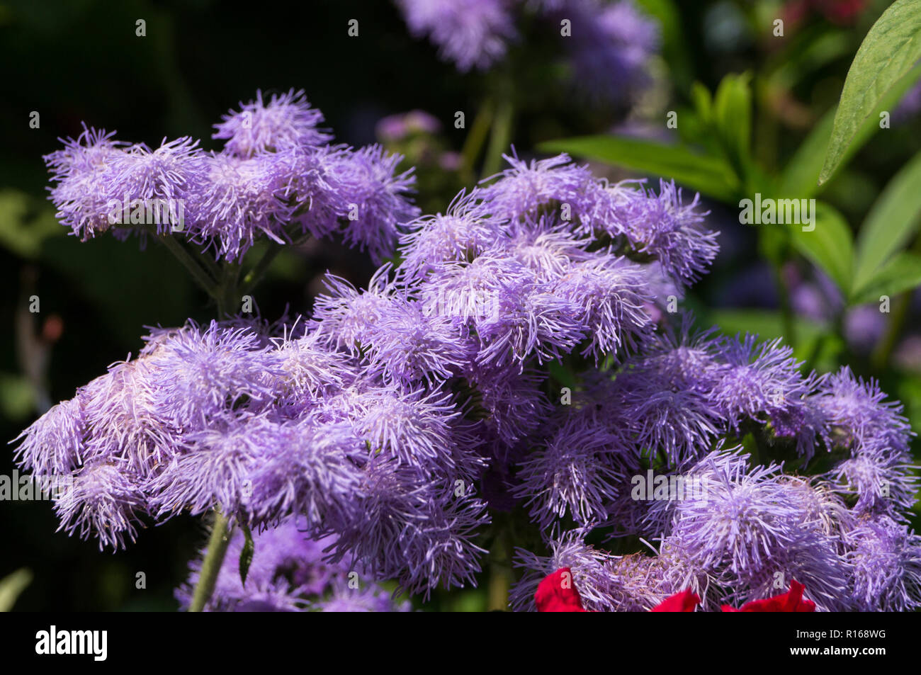 Strange Beautiful Flowers Of Which I Do Not Know The Name