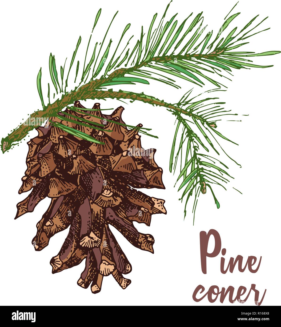 Pine Cone Tree Drawing