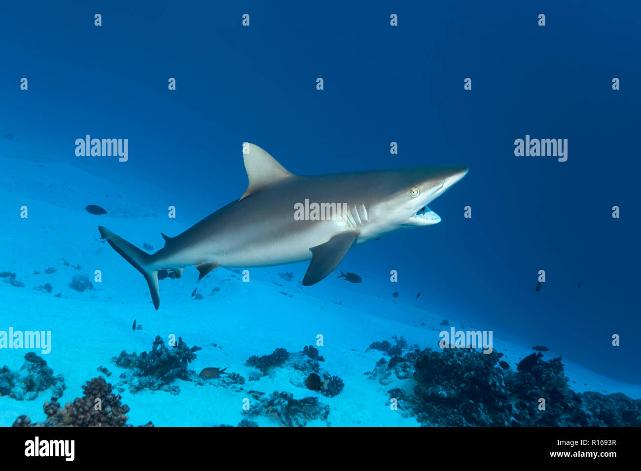 Grey reef shark (Carcharhinus amblyrhynchos), with open mouth cleaned by cleaner fish, Great Barrier Reef, Pacific, Australia Stock Photo