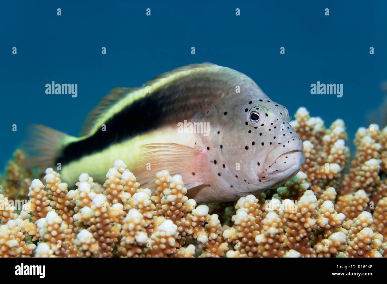 Black-sided hawkfish (Paracirrhite forsteri), Great Barrier Reef, Pacific, Australia Stock Photo