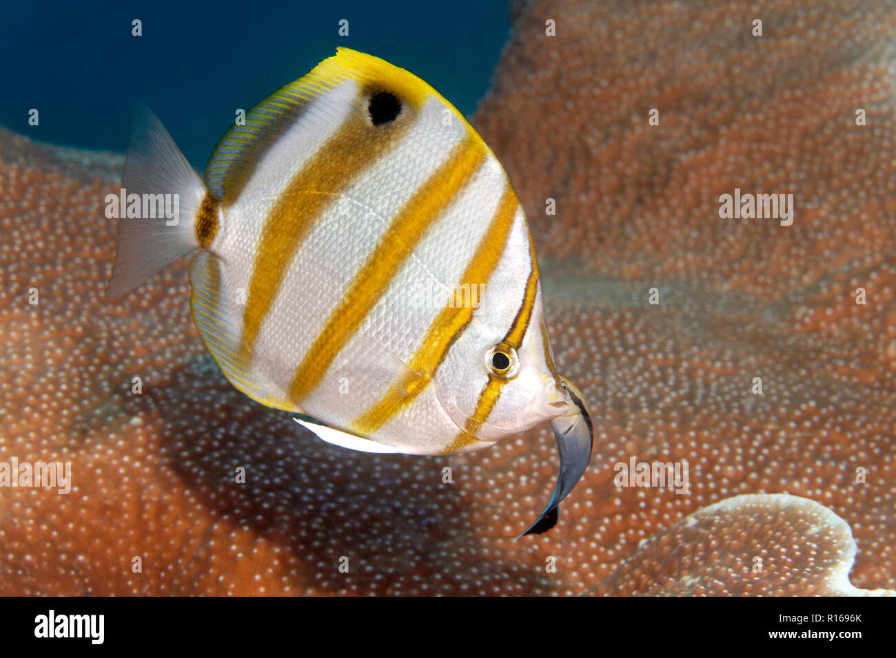 Sixspine butterflyfish (Parachaetodon ocellatus) with Bluestreak cleaner wrasse (Labroides dimidiatus), Great Barrier Reef Stock Photo