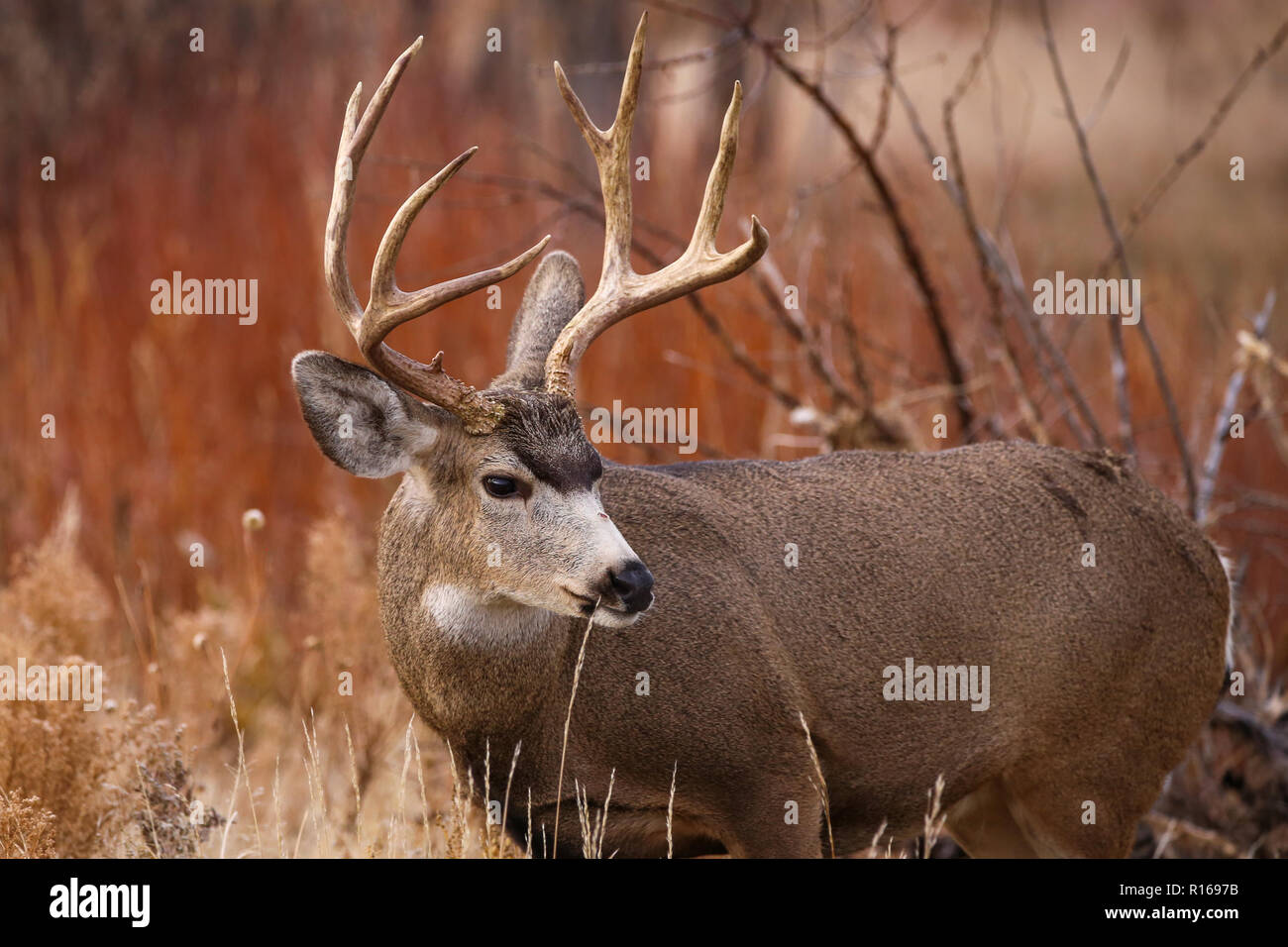 Mule deer buck in autumn foliage with large antlers Stock Photo