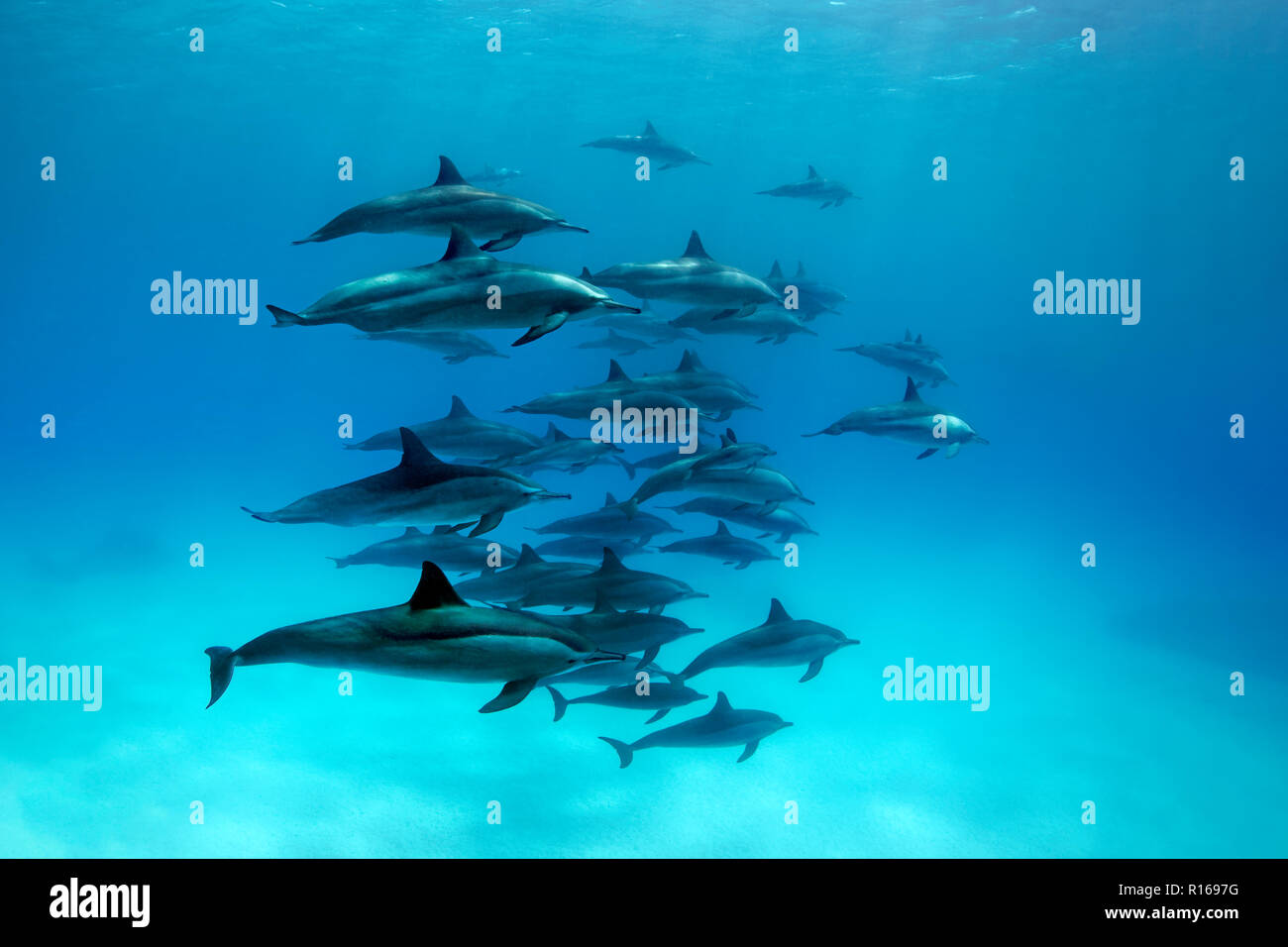 Swarm dolphins spinner dolphin (Stenella longirostris), swimming in lagoon, Great Barrier Reef, Pacific, Australia Stock Photo