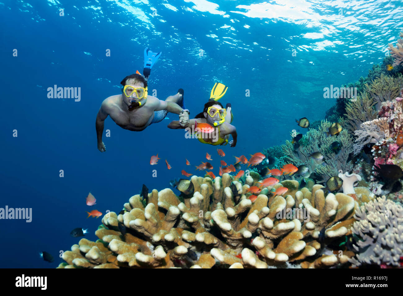 Pair, snorkeler, dives hand in hand over coral reef, looks at fish, flagfishes (Anthiadinae) reeffish, Great Barrier Reef Stock Photo