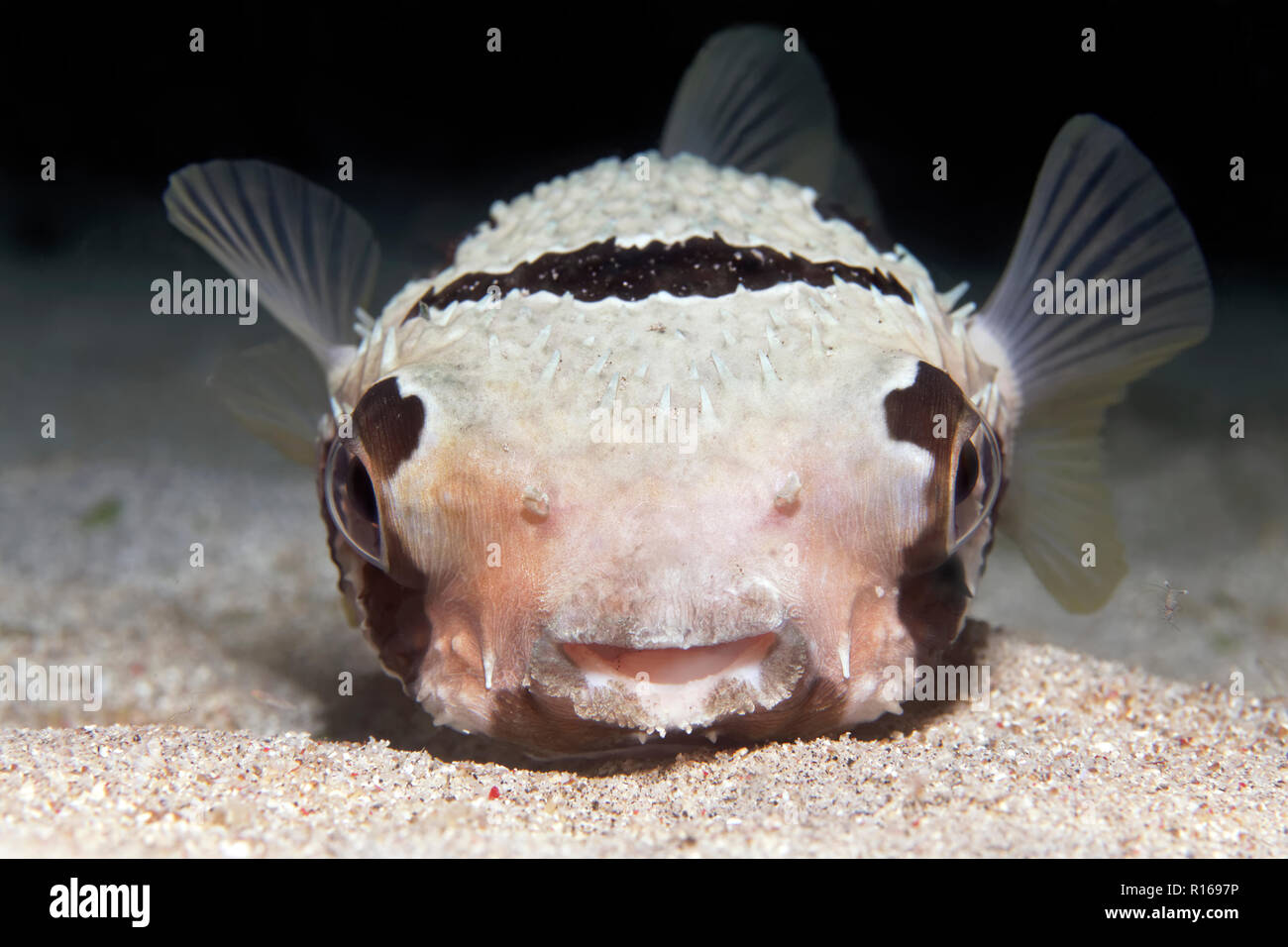 Black-blotched porcupinefish (Diodon liturosus) from front, Pacific, Queensland, Australia Stock Photo