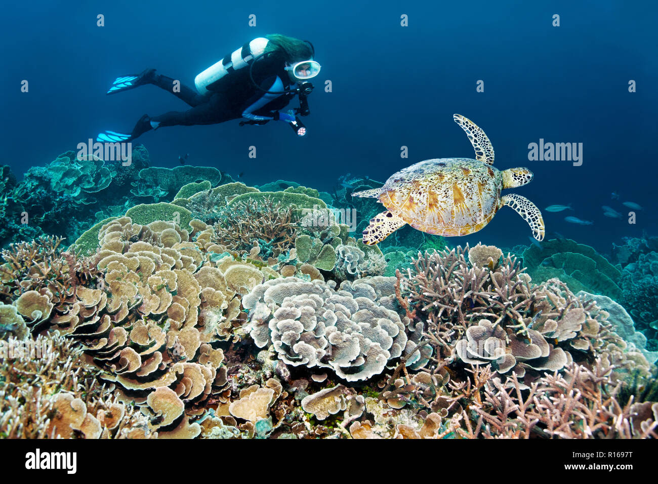 Diver dives at coral reef with different stone corals (Hexacorallia) observes Green turtle (Chelonia mydas), Great barrier reef Stock Photo