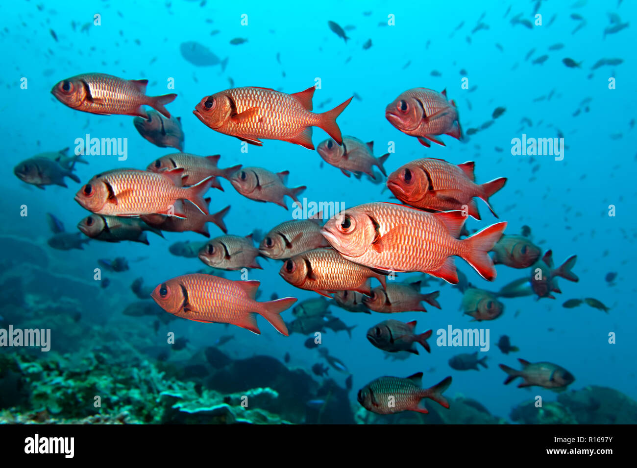 Swarm Blackbar soldierfishes (Myripristis jacobus), Pacific, Queensland, Australia Stock Photo