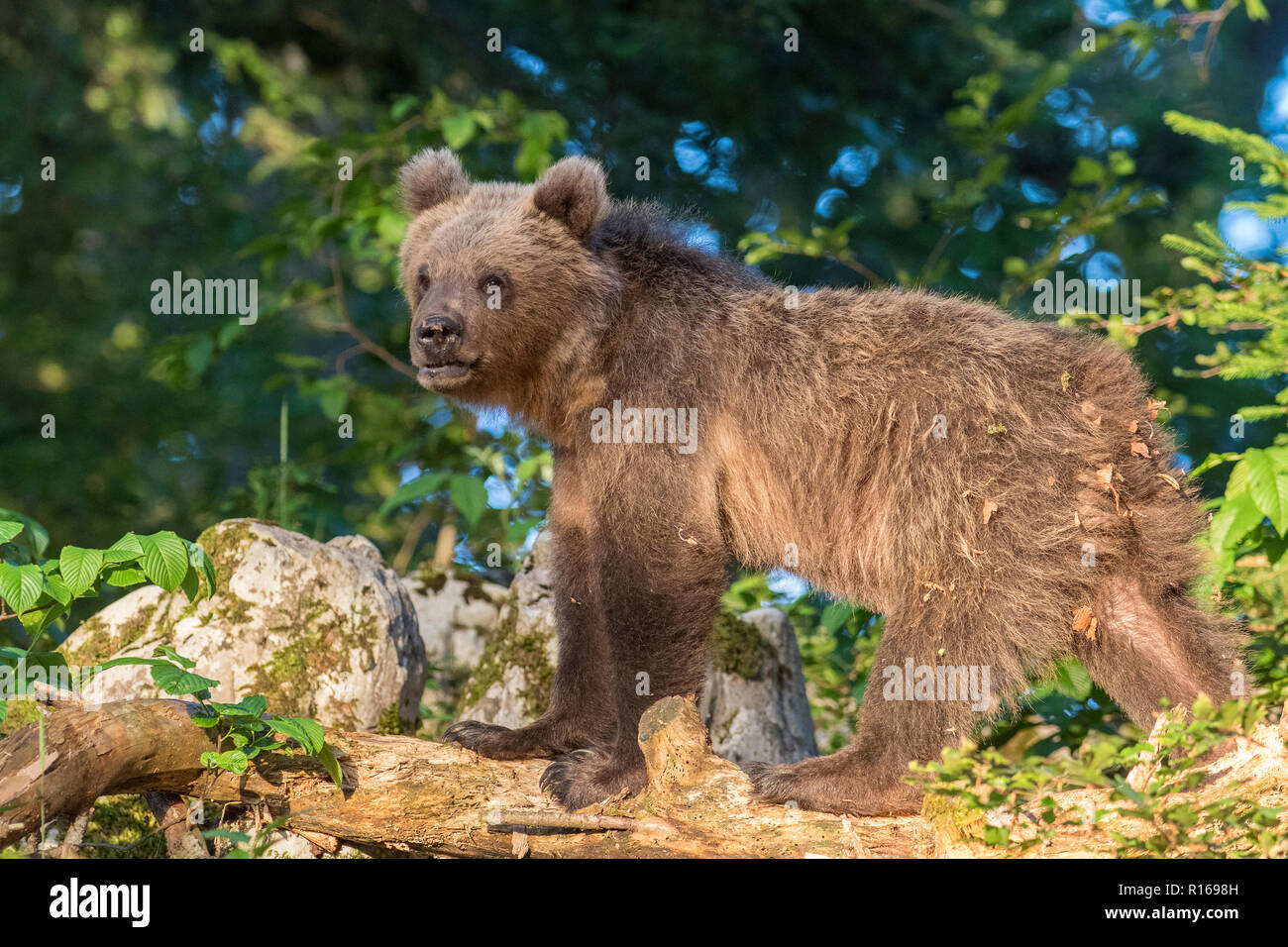 European brown bear (Ursus arctos arctos) young animal in Karst forest, Notranjska region, Dinaric Alps, Slovenia Stock Photo